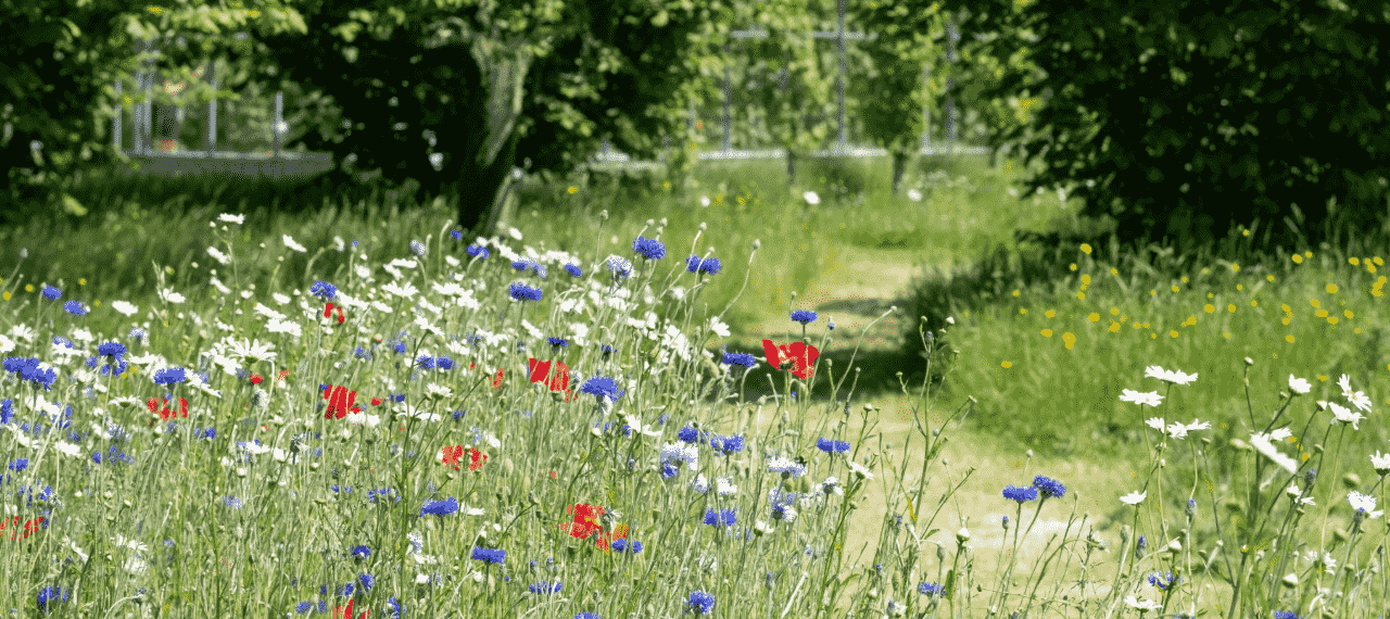 un champs de fleurs avec un chemin