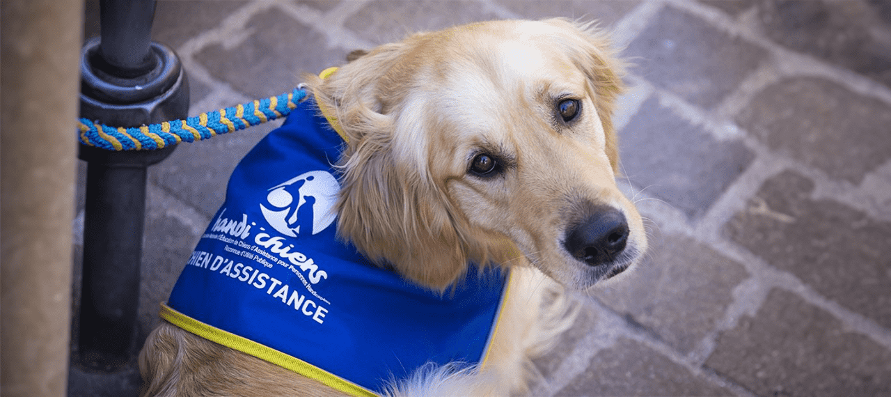 chien d'asistance attaché à un poteau qui regarde son maître