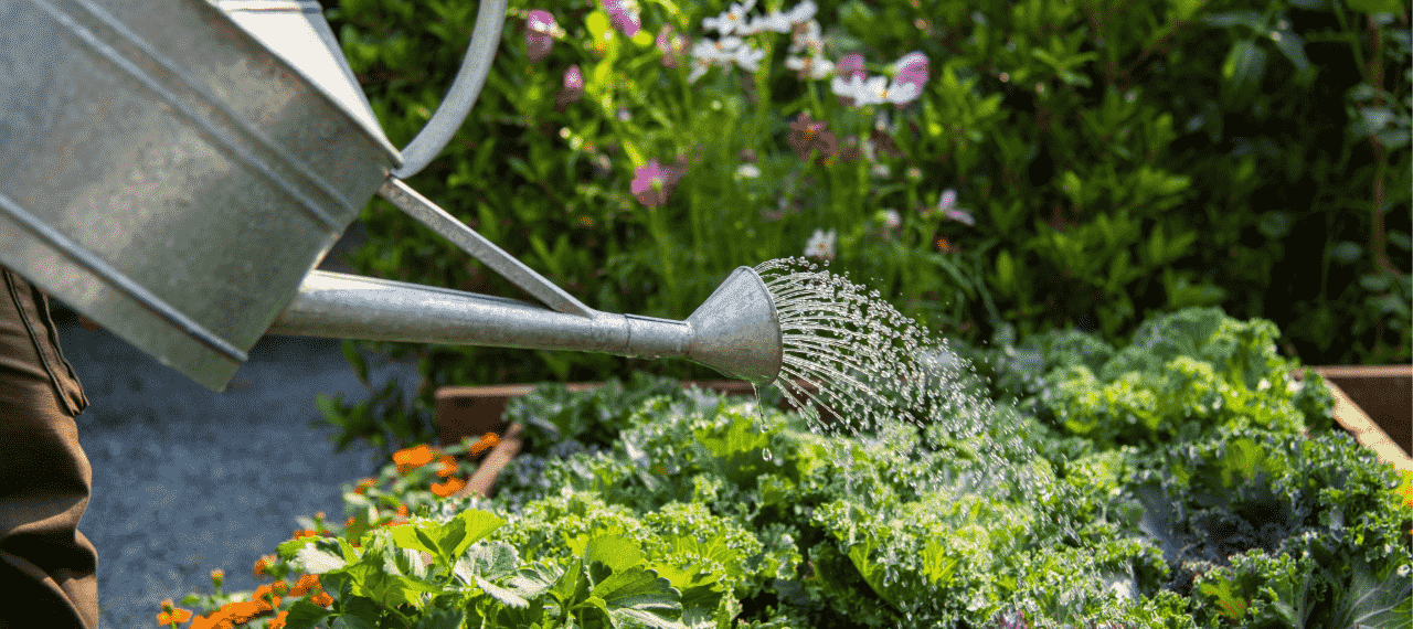une personne arrose un potager