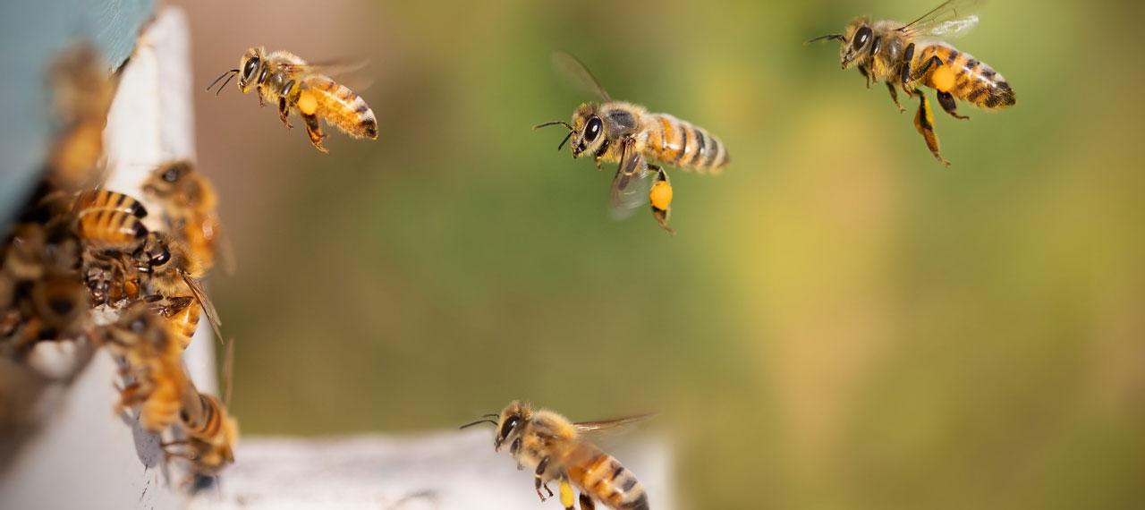 Abeilles à l’entrée d’une ruche