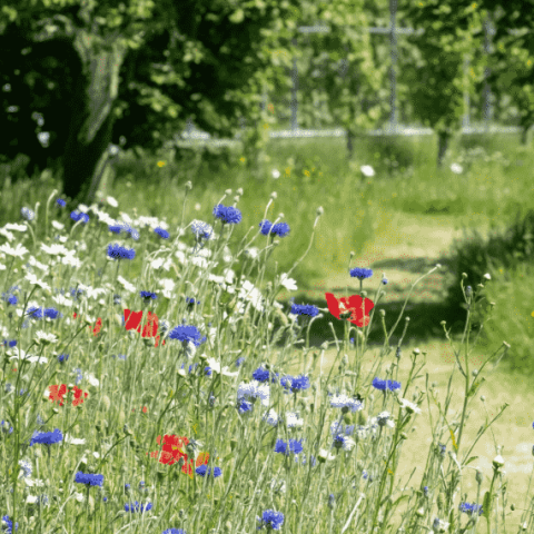 un champs de fleurs avec un chemin