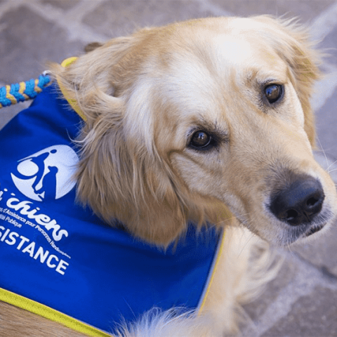 chien d'asistance attaché à un poteau qui regarde son maître